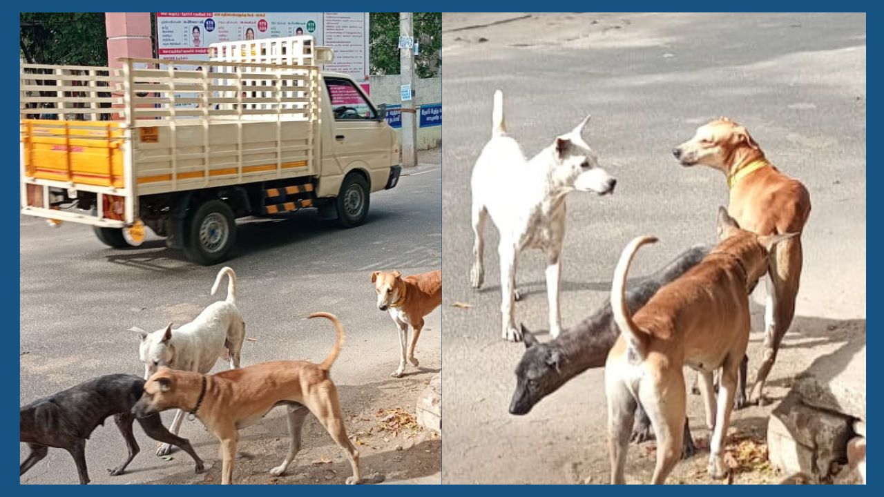 சாம்பவர் வடகரை பகுதியில் சாலையில் சுற்றித்திரியும் வெறிநாய்கள்; பொதுமக்கள் அச்சம்..