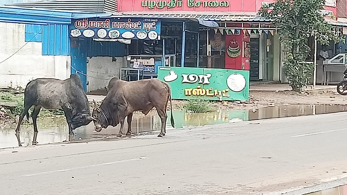 சிவகங்கை மாவட்டம் திருப்பத்தூரில் சாலைகளில் சுற்றி திரியும் மாடுகள்… மாடு முட்டி முதியவருக்கு கால் முறிவு..