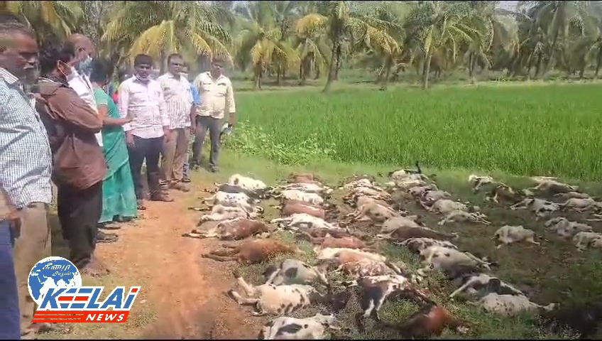 90 ஆடுகள் உயிரிழந்த பெரும் சோகம்; நிவாரணம் வழங்க வலியுறுத்தல்..