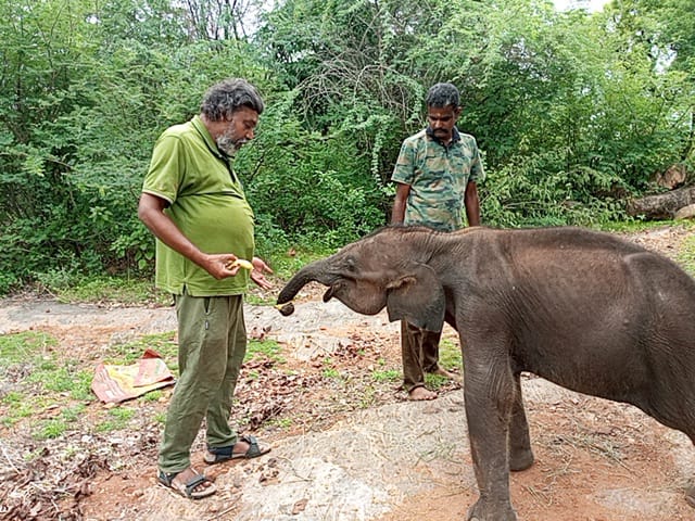 தாயைப் பிரிந்த பத்து மாத குட்டி யானை.!