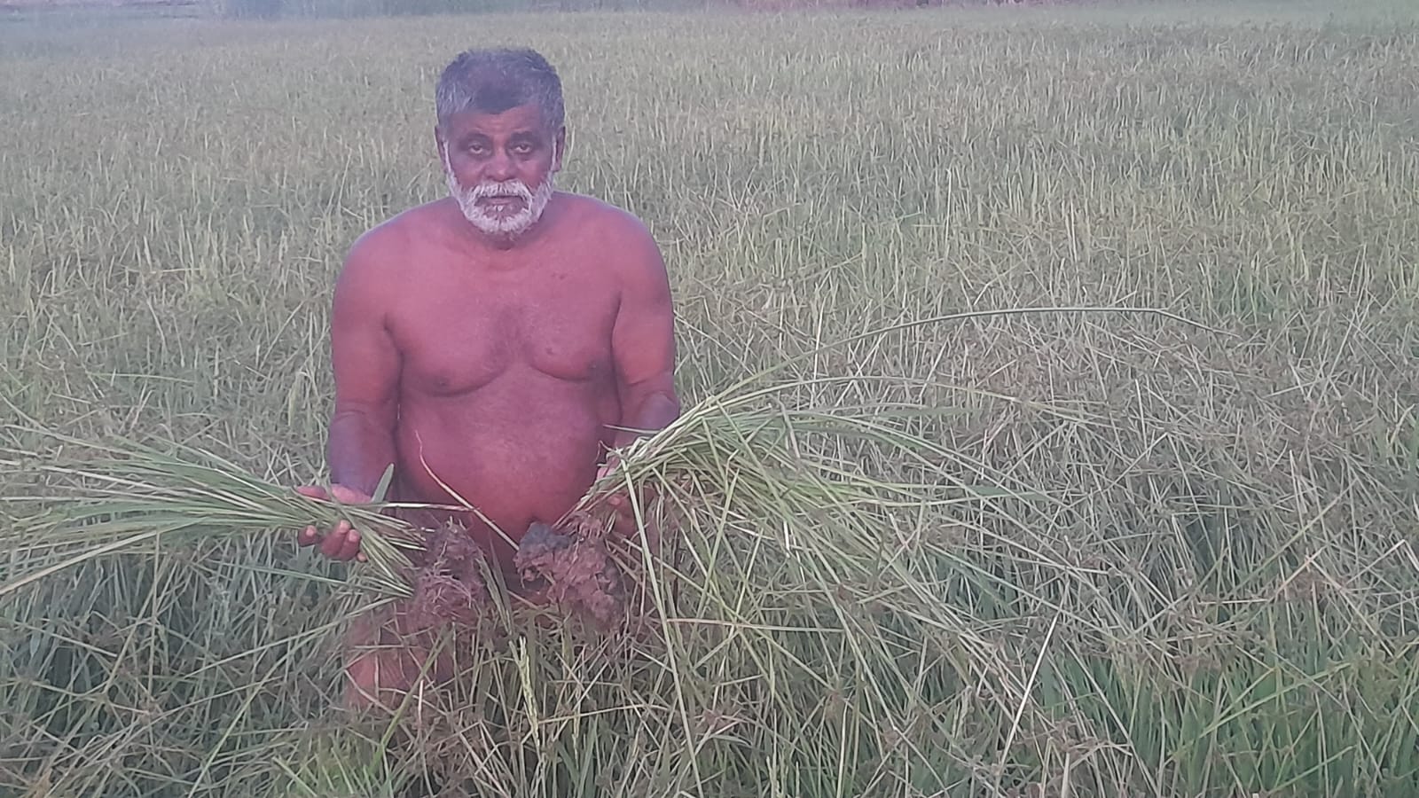 சோழவந்தான் அருகே நெல் பயிர்களுக்கு இணையாக களைகள் வளர்ந்துள்ளதால் சேதமடைந்த நெல் பயிர்களுக்கு உரிய இழப்பீடு வழங்க விவசாயிகள் கோரிக்கை.