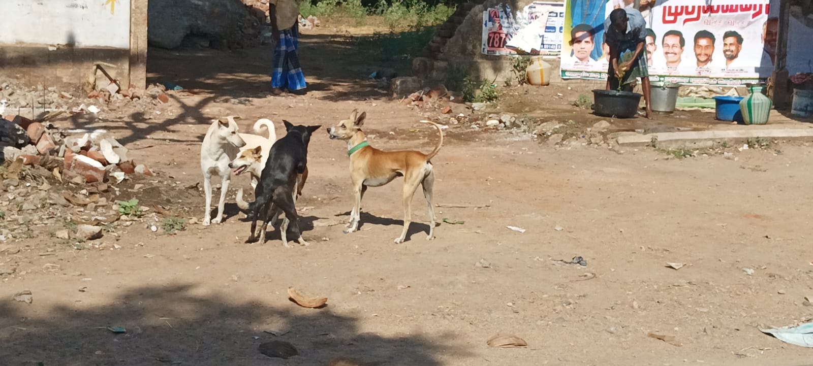 முள்ளி பள்ளம் ஊராட்சியில் தெரு நாய்களால் பொதுமக்கள் அச்சம்
