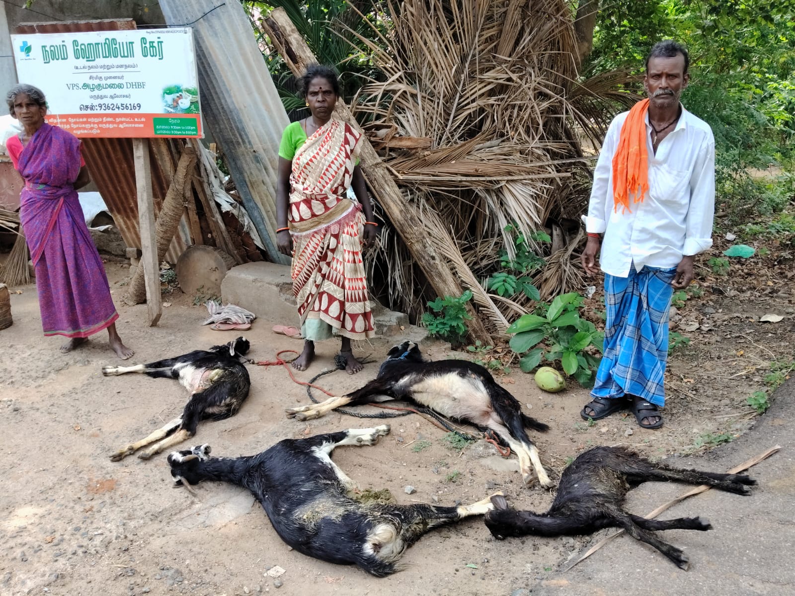 தெரு நாய்கள் கடித்து ஆடுகள் பலி