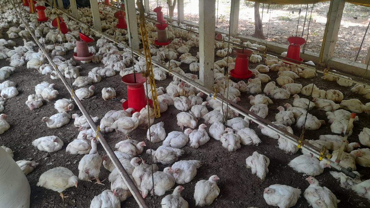 சோழவந்தான் விக்கிரமங்கலம் உள்ளிட்ட பல்வேறு பகுதிகளில் கறிக்கோழி வளர்ப்போர் கடும் பாதிப்பு மானியம் வழங்கி வாழ்வை மீட்டெடுக்க அரசு உதவ வேண்டுமென கோரிக்கை