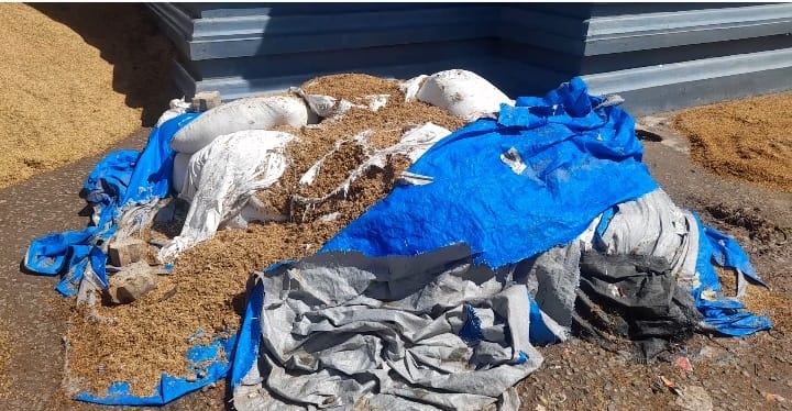 நெல் கொள்முதல் நிலையங்கள் திறக்காதால் 5000 மூடை நெல் மழைநீரில் நனைந்து சேதம்