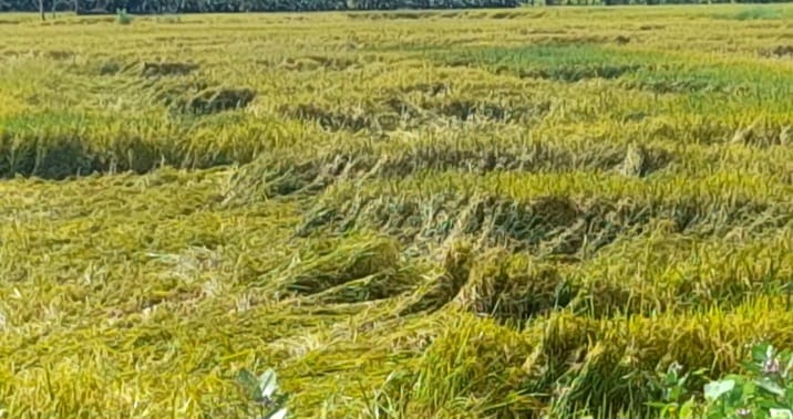 மதுரை மாவட்டத்தில் தொடர்ந்து பெய்து வரும் கனமழை காரணமாக அறுவடைக்கு தயாராக இருந்த 2000 ஏக்கருக்கு மேல் நெற்பயிர்கள் நீரில் மூழ்கியும் அழுகியும் சேதம்