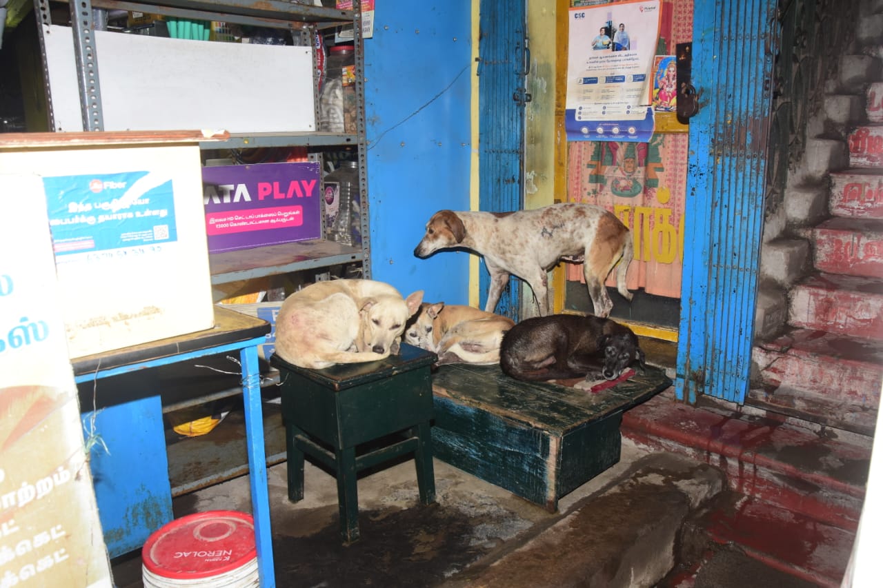 சோழவந்தானில் தனியார் வணிக நிறுவனங்களுக்குள் சர்வ சாதாரணமாக நுழைந்து ஓய்வு எடுக்கும் தெரு நாய்கள்
