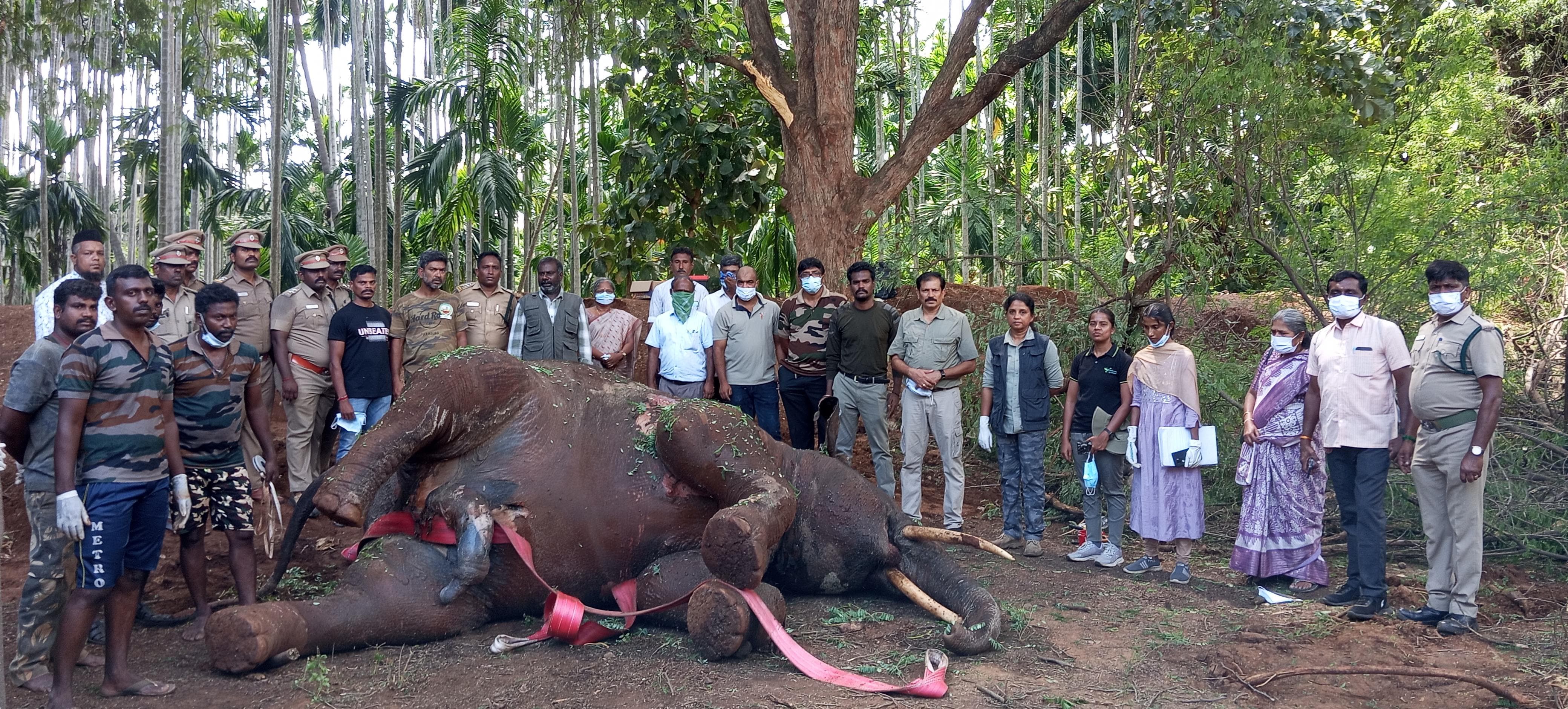 மேட்டுப்பாளையம் வனப்பகுதியில் இளம் காட்டு யானை சடலமாக கண்டுபிடிப்பு.!