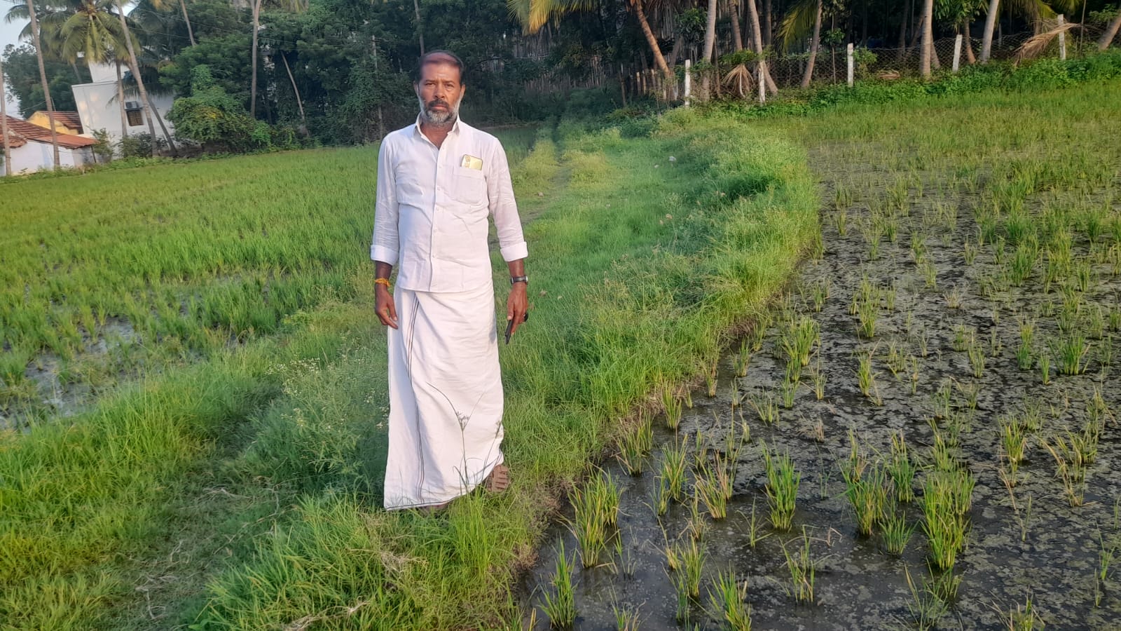 சோழவந்தான் அருகே தொடர் மழையால் வேர் அழுகல் காரணமாக செம்பட்டை நோய் தாக்கி நெற்பயிர்கள் சேதம் நிவாரணம் வழங்க கோரிக்கை