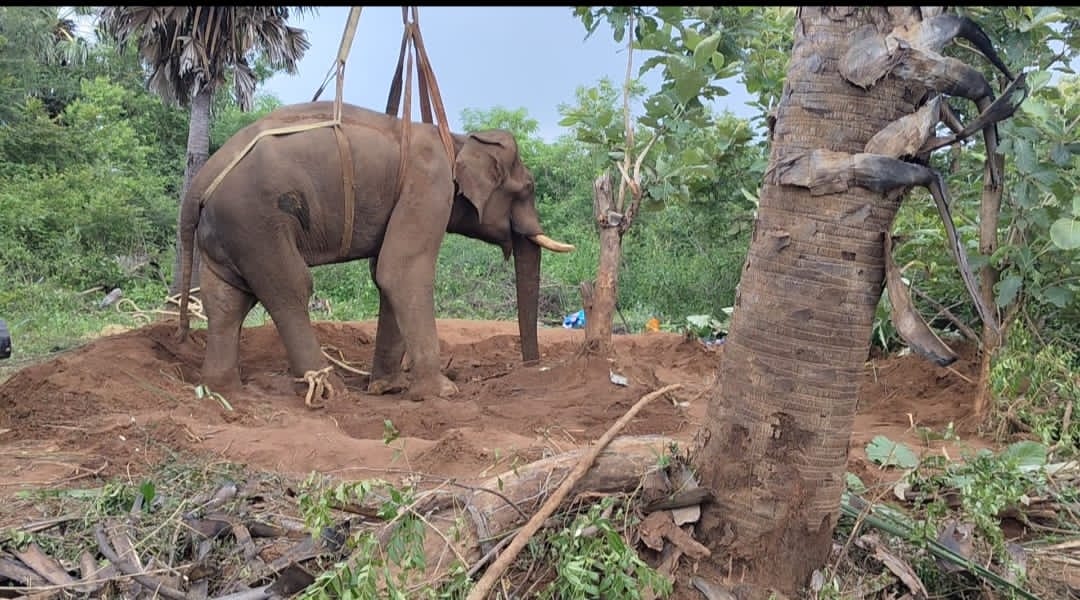 உடல் நலம் குன்றி சுற்றித் திரிந்த யானை பத்திரமாக மீட்பு..