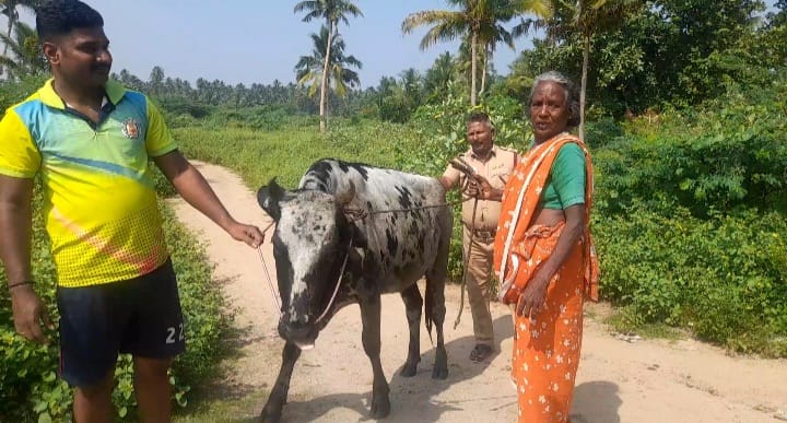 சோழவந்தானில் கழிவு நீர் கால்வாயில் விழுந்த சினை பசுமாடு பத்திரமாக மீட்பு