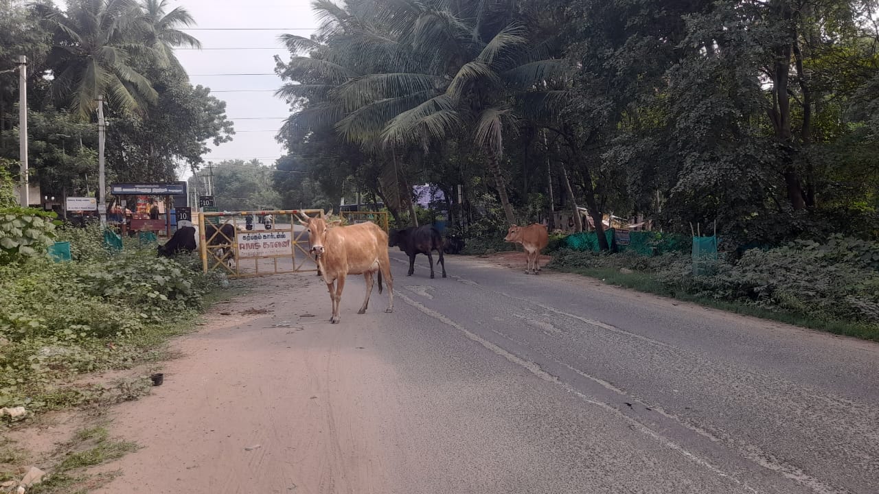 சோழவந்தான் மதுரை ரோட்டில் சாலைகளில் சுற்றித் திரியும் மாடுகளால் விபத்து அபாயம் பேரூராட்சி நிர்வாகம் நடவடிக்கை எடுக்க கோரிக்கை