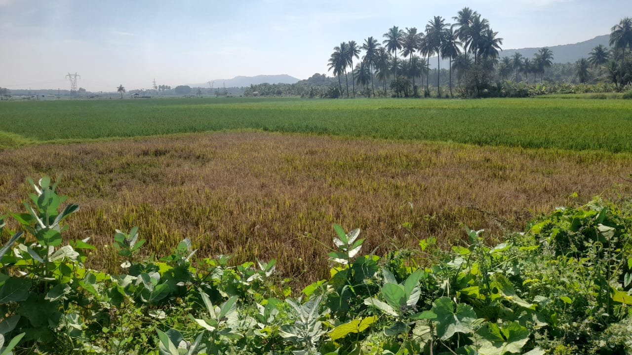 நெற்பயிர்கள் செவட்டை நோய் தாக்குதல்.நிவாரணம் வழங்க கோரிக்கை