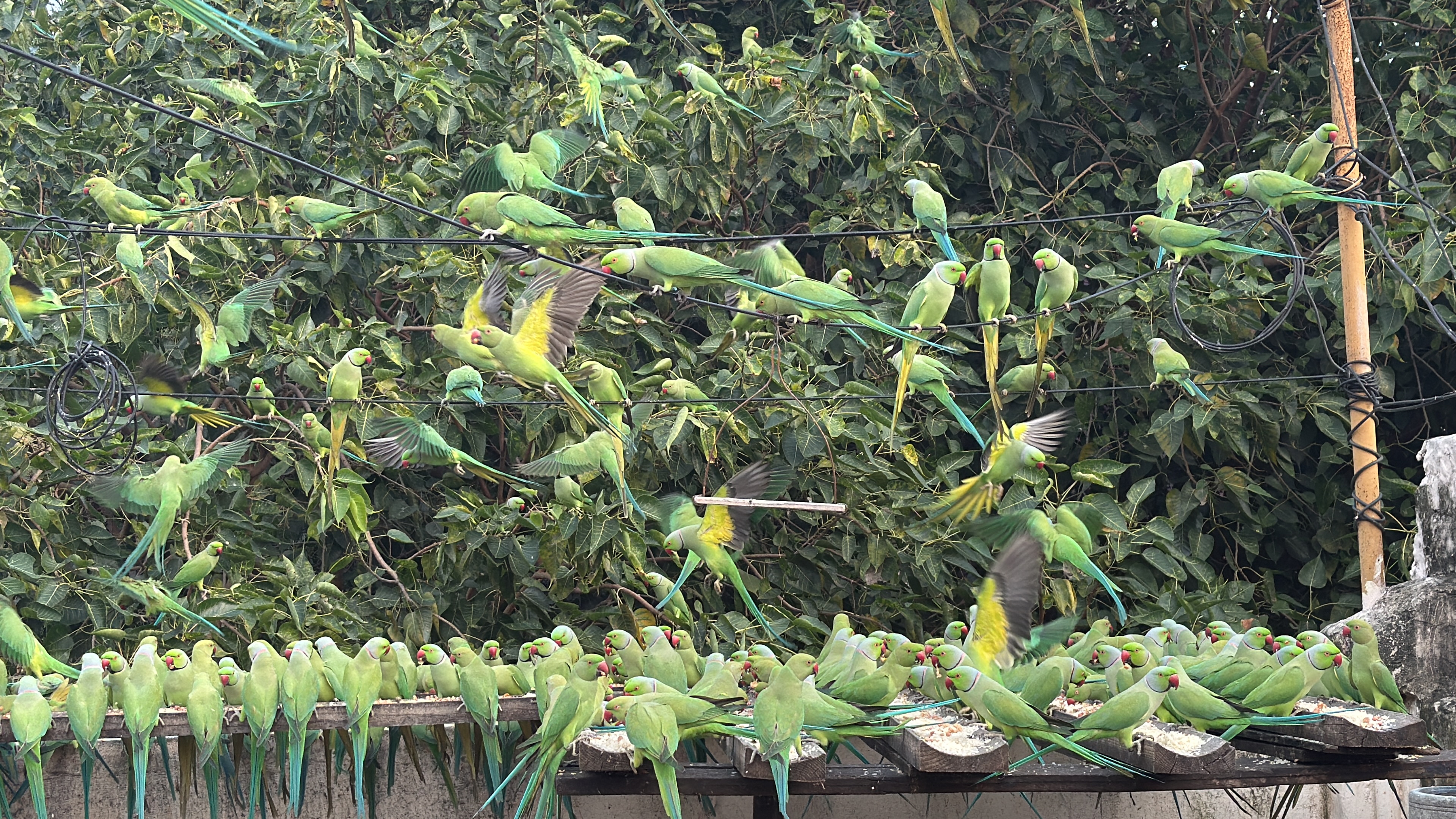 🦜 சென்னையில் கிளிகளுக்கான மனிதநேய சரணாலயம் – “Parrot Sudharsan”